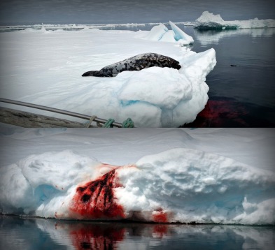 Save the Ocean, Jörn Kriebel, Färöer Inseln, Grind Wale Delfine, Delfine, Orca Wal, Beluga Wal, Blut, Abschaltungen, Mord, Dänemark, Waljagd, Kanada, Grönland, Eisbären, Narwalen, Orca,